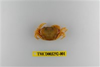 藏品(達觀澤蟹)的圖片